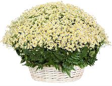 Цветочная композиция из Ромашки в корзине #REPLACE_PRED# Устье